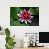 Nymphaea tetragona poster (Heimbüro)