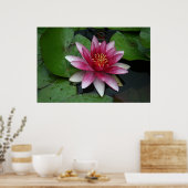 Nymphaea tetragona poster (Küche)