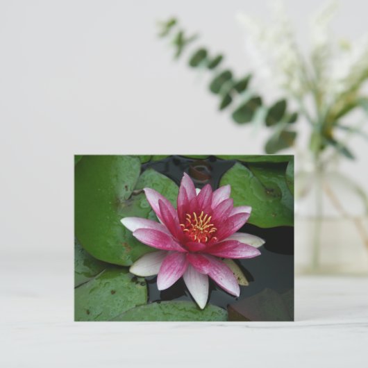 Nymphaea tetragona postkarte (Stehend Vorderseite)