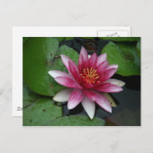 Nymphaea tetragona postkarte (Vorne/Hinten)