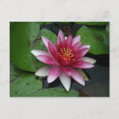 Nymphaea tetragona postkarte (Vorderseite)