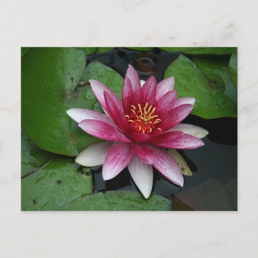 Nymphaea tetragona postkarte (Vorderseite)