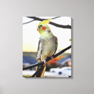 Nymphensittich-Profilfoto Leinwanddruck