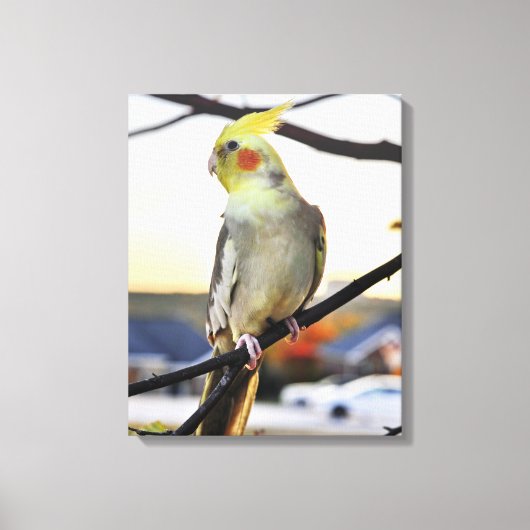 Nymphensittich-Profilfoto Leinwanddruck (Vorderseite)