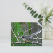 NZ Bird - Fantail Postkarte (Stehend Vorderseite)