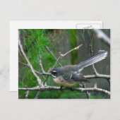 NZ Bird - Fantail Postkarte (Vorne/Hinten)