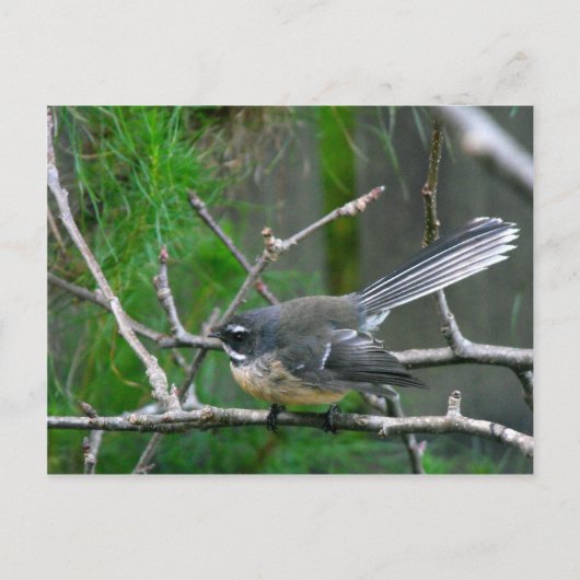 NZ Bird - Fantail Postkarte (Vorderseite)
