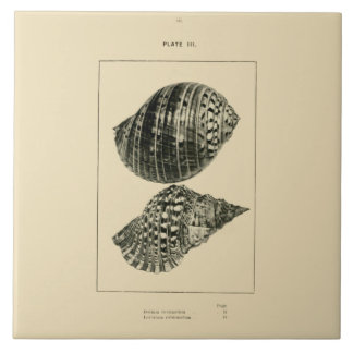NZ Muscheln - Dolium variegatum, Lotorium Fliese