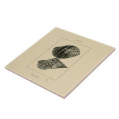 NZ Muscheln - Dolium variegatum, Lotorium Fliese (Seite)