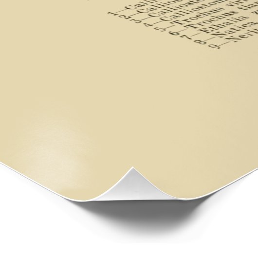 NZ-Muscheln Poster (Ecke)