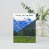 Nz Schafscape Postkarte (Stehend Vorderseite)