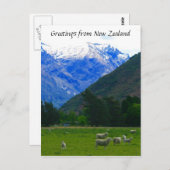 Nz Schafscape Postkarte (Vorne/Hinten)
