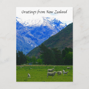 Nz Schafscape Postkarte