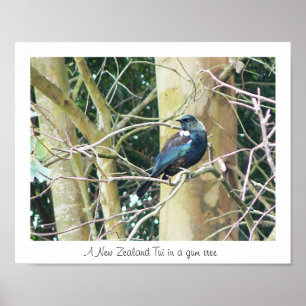 NZ Tui in einem Gummibaum Poster