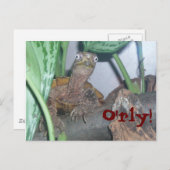 o' rly O'rly! Postkarte (Vorne/Hinten)