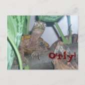 o' rly O'rly! Postkarte (Vorderseite)