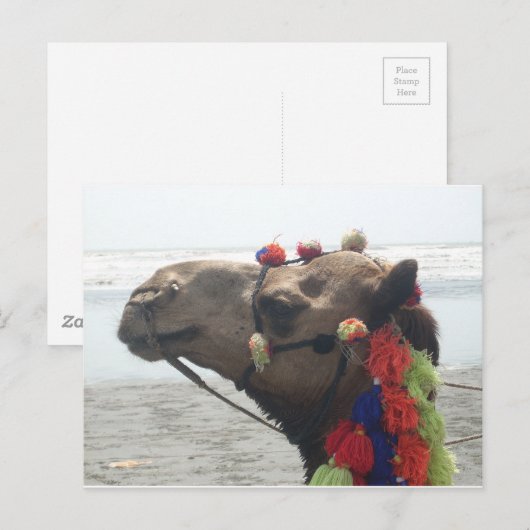 O-Mann! Muscat Postkarte (Vorne/Hinten)