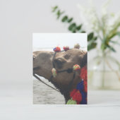 O Mann! Muscat Postkarte (Stehend Vorderseite)