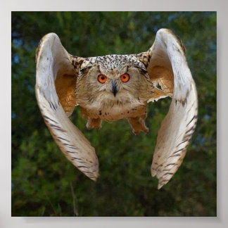 O Voo do Mocho Poster