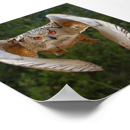 O Voo do Mocho Poster (Ecke)