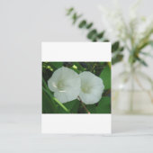 Ō Windenblüten Postkarte (Stehend Vorderseite)