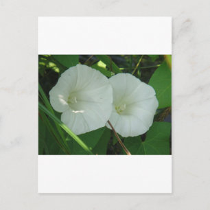 Ō Windenblüten Postkarte