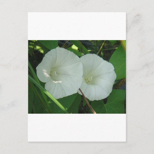 Ō Windenblüten Postkarte (Vorderseite)