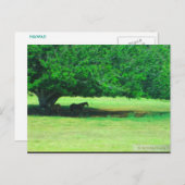 OAHU, HAWAII #19 POSTCARD POSTKARTE (Vorne/Hinten)