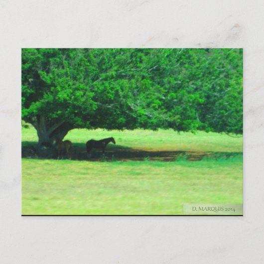 OAHU, HAWAII #19 POSTCARD POSTKARTE (Vorderseite)