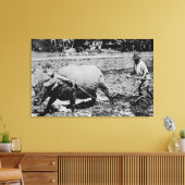 Oahu, Hawaii - Ein Wasserbüffel und Bauer-Tilling Leinwanddruck (Insitu (Wohnzimmer))