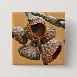 Oak Acorn Caps Button