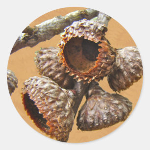 Oak Acorn Caps Runder Aufkleber