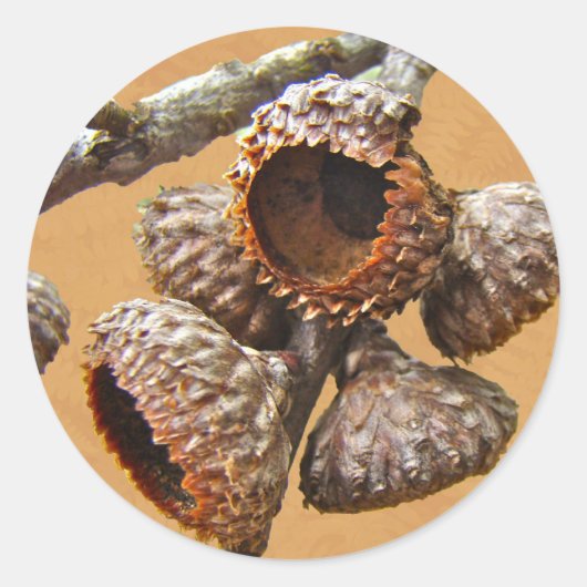 Oak Acorn Caps Runder Aufkleber (Vorderseite)