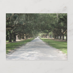 Oak Alley at Boone Hall, Charleston SC Postcard Postkarte