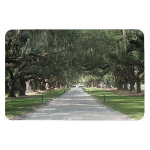 Oak Alley in Boone Hall, Charleston SC Magnet