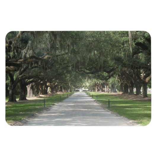 Oak Alley in Boone Hall, Charleston SC Magnet (Horizontal)
