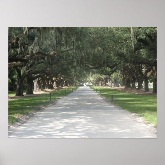 Oak Alley in Boone Hall, Charleston SC Poster (Vorne)