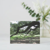 Oak Alley-Live Eichenbaum Zweige, Oak Alley Pla.. Postkarte (Stehend Vorderseite)
