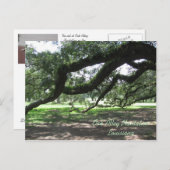 Oak Alley-Live Eichenbaum Zweige, Oak Alley Pla.. Postkarte (Vorne/Hinten)
