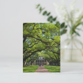 Oak Alley Plantation House Postkarte (Stehend Vorderseite)
