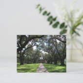 Oak Alley Plantation Postkarte (Stehend Vorderseite)