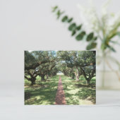 Oak Alley Plantway Postkarte (Stehend Vorderseite)
