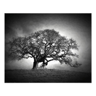OAK-BAUM FOTODRUCK