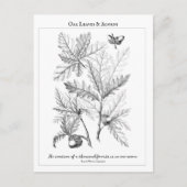 Oak-Blätter und Acorns - Postkarte mit individuell (Vorderseite)