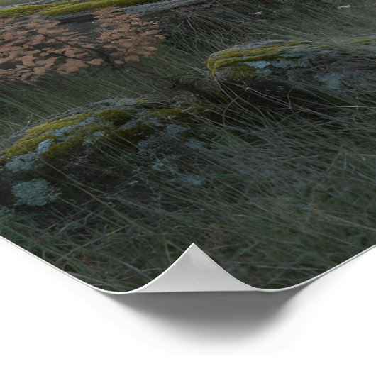 Oak Gateway Poster (Ecke)