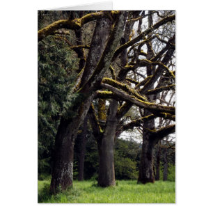 Oak Grove