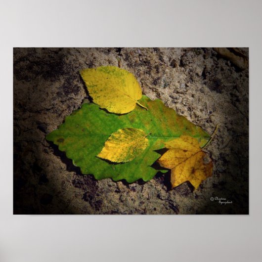 Oak Maple Blätter drucken Poster (Vorne)