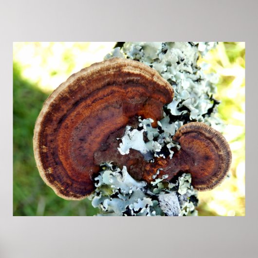 Oak Mazegill Fungus Poster (Vorne)