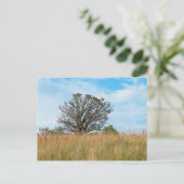 Oak Tree and Tall Grass Prairie Postkarte (Stehend Vorderseite)