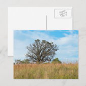 Oak Tree and Tall Grass Prairie Postkarte (Vorne/Hinten)